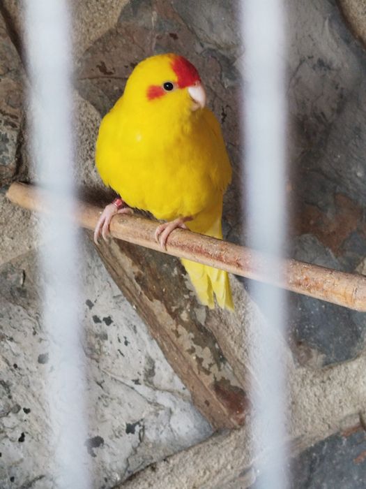 Kakarikis prontos a criar