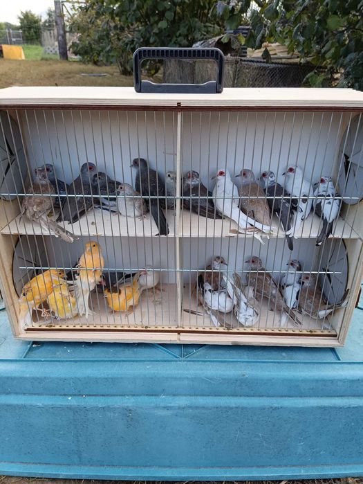 Ptaki,drobna egzotyka,kanarki, gołąbki