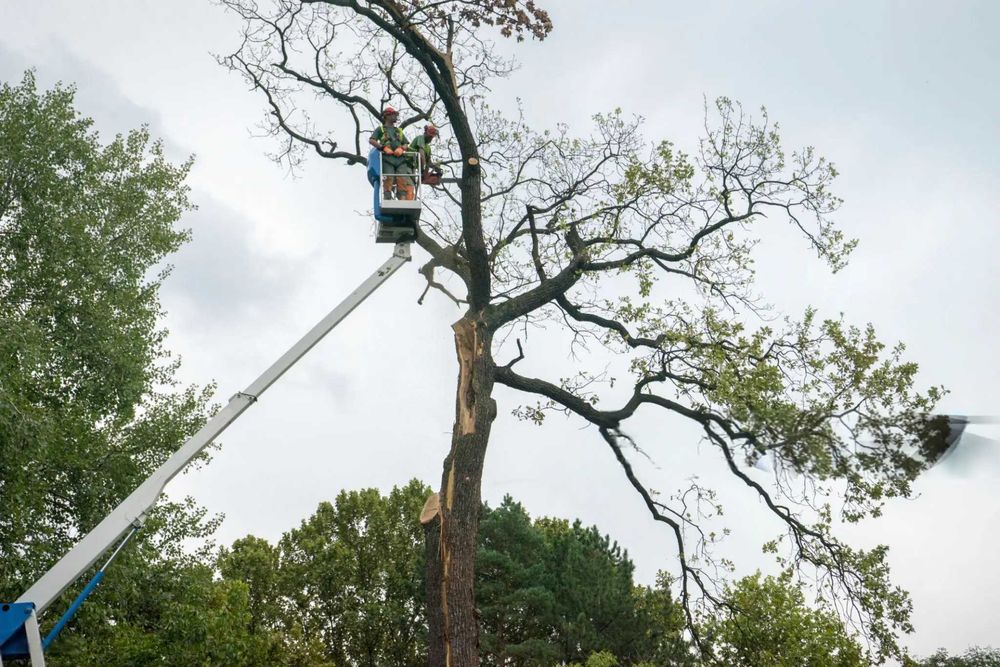 Wycinka drzew - pielęgnacja drzew