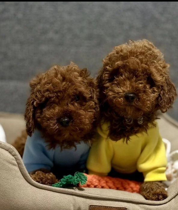 Супер красавчікі той пудель