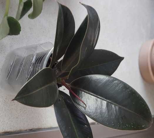 Горщіки Квіти Кротон Фікус Пеперомія