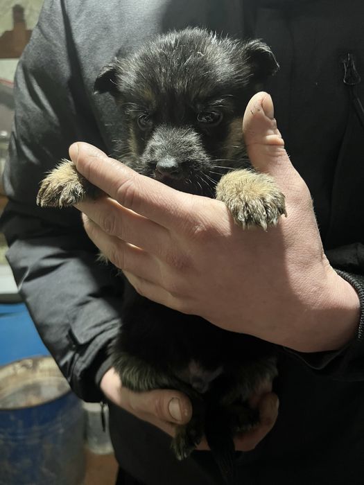 Продаються чистокровні цуценята німецької вівчарки