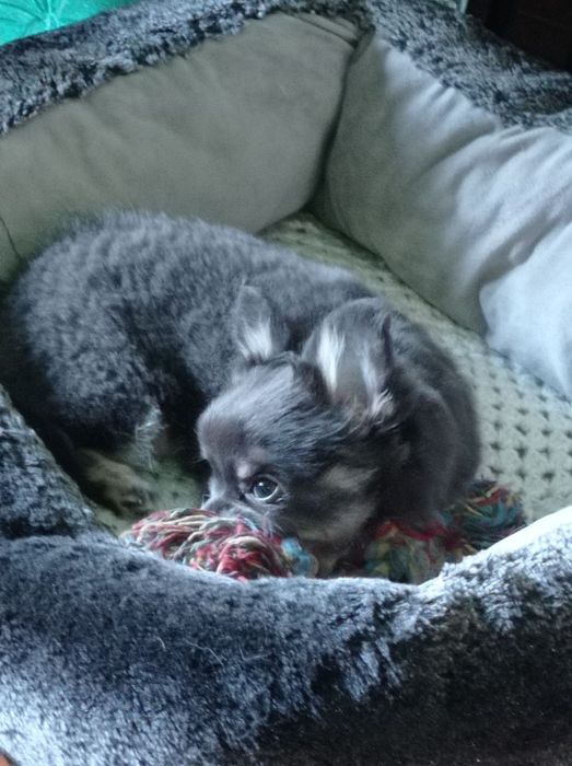 Чарівний хлопчик чихуахуа, шукає наречену