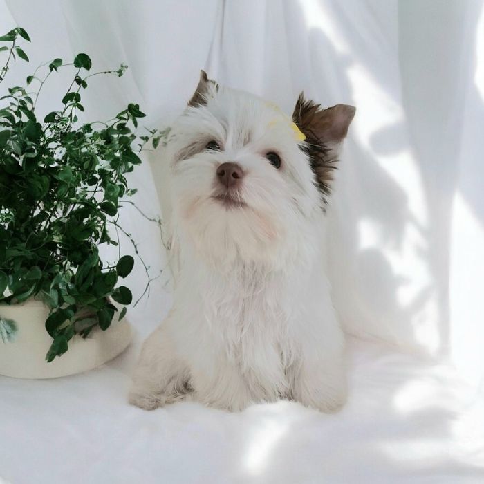 Yorkshire terrier Biro, cudowny śnieżnobiało czekoladowy Opal