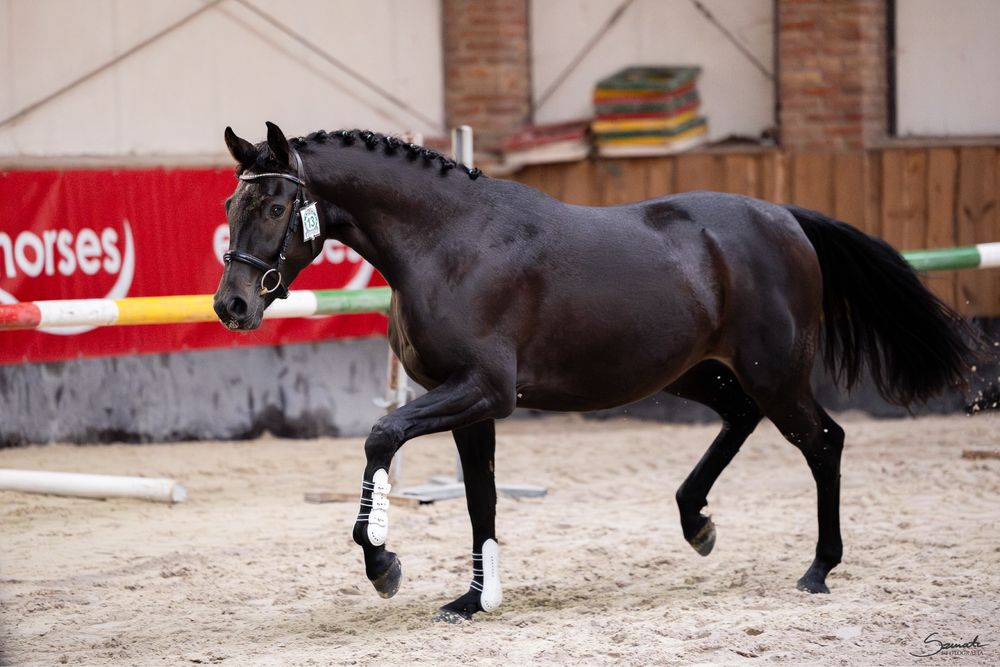 Quiet Wind urodziwa klacz