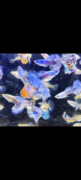 Gupik gupiki mozaika platynowa czerwona i niebieska