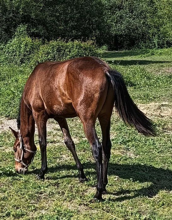 Poldro PSL excelente linhagem
