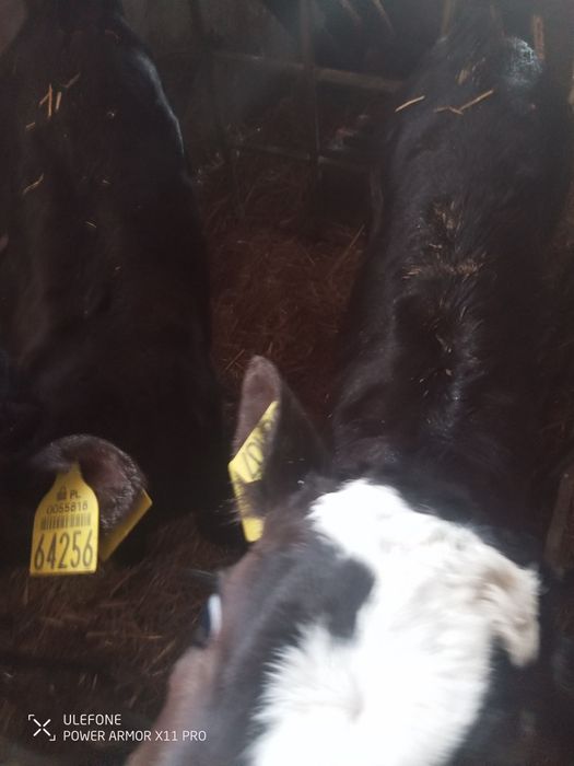 Sprzedam byczki mieszańce