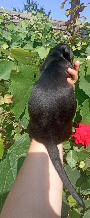 Неймовірна красуня кролячих такс