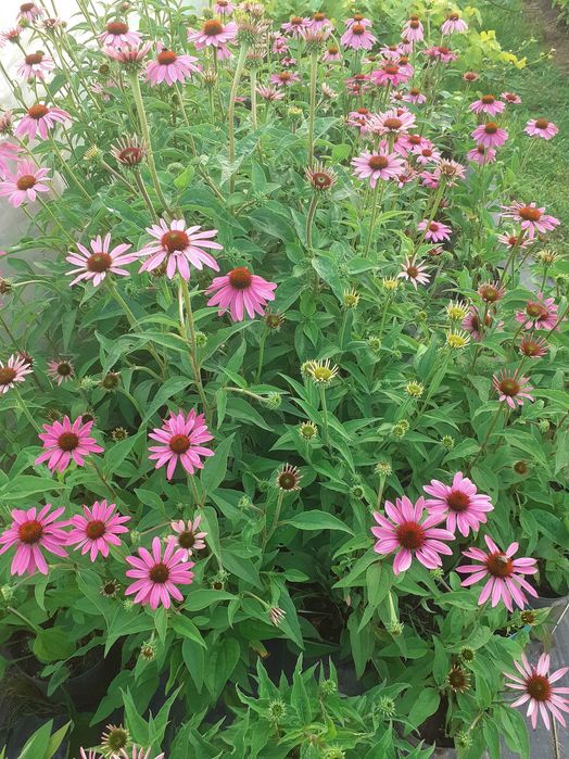 jeżówki, liatrie, trytoma, perowskia, rudbekia