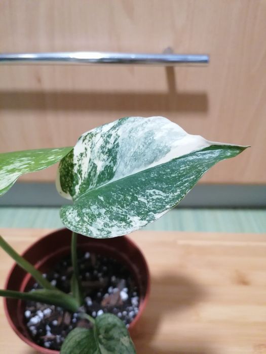 Monstera mint  przepiekna