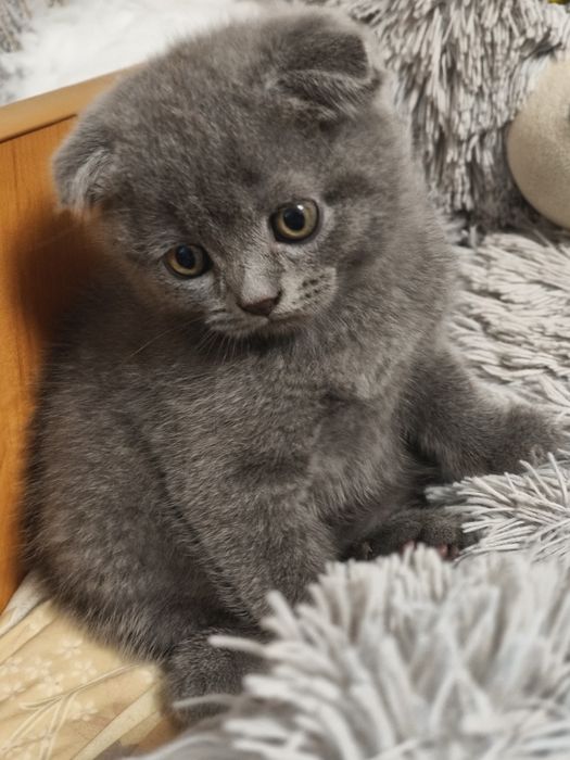 Чистокровні висловухі шотландські кошенята