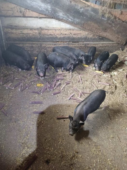 Продам Вʼєтнамські поросята