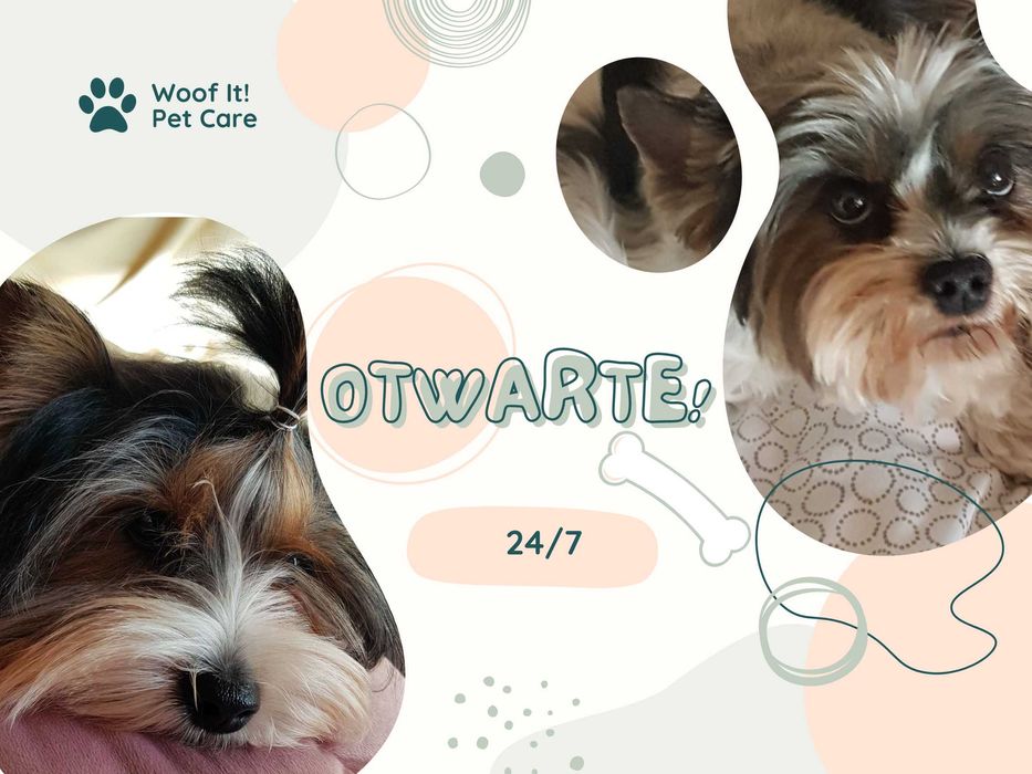 Domowy hotel dla psów