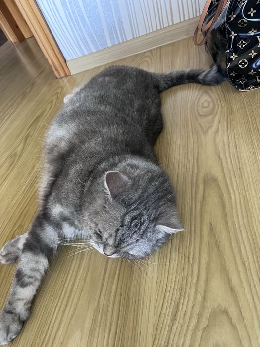 Віддам кота в добрі руки