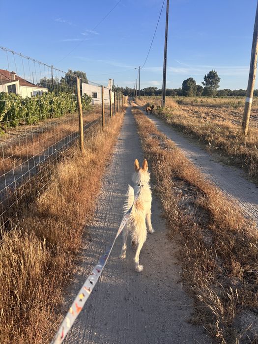 Assistente Veterinaria faço Pet sitting