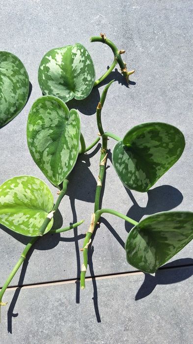 Scindapsus pictus trebie sadzonki