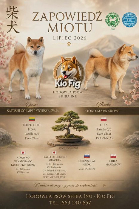 Shiba Inu KioFig ZKwP FCI  Piękne suczki