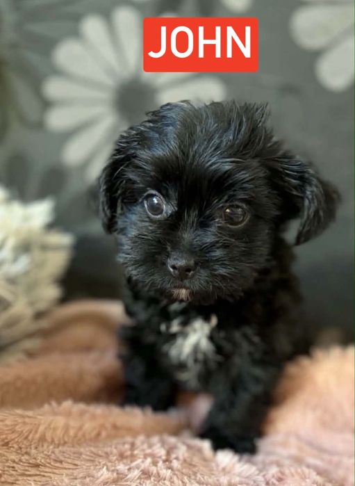 Black czarny york yorkshire terrier chłopiec John