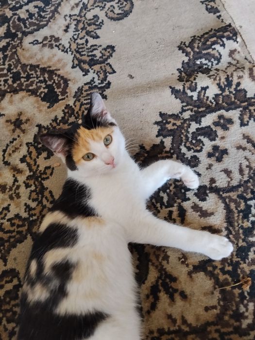 Котики в добрі руки