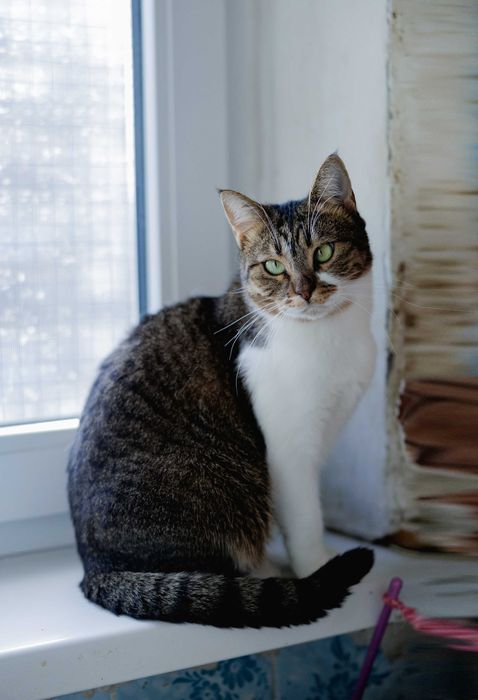 Симпатична киця Сара шукає домівку! 1рік кішка кіт кошеня