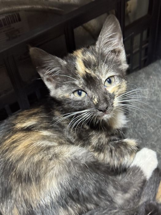 Кошеня в добрі руки!