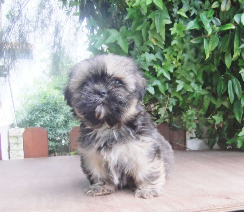 Shih-tzu  cachorro de grande qualidade morfológica