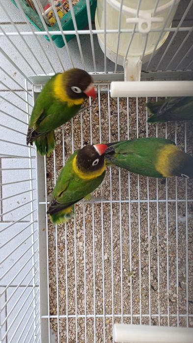 Fêmea adulta  de agaporni personata