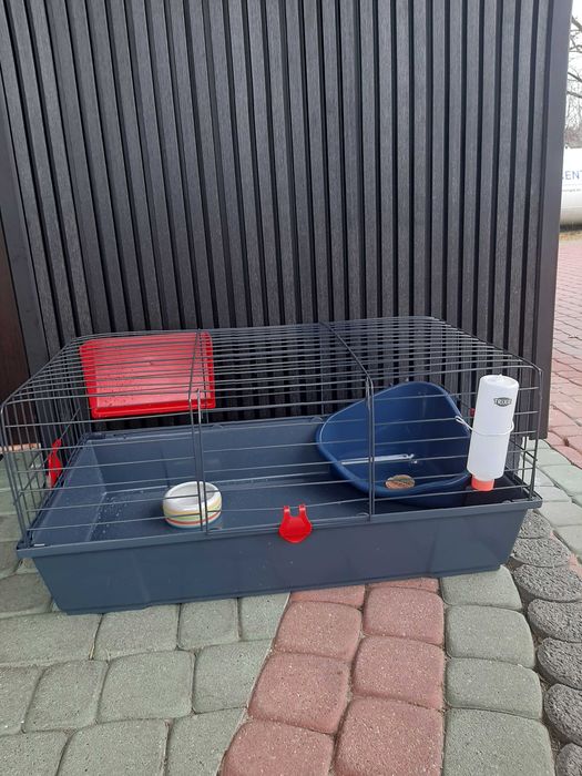 Króliki baranek miniaturka karzełek mini lop