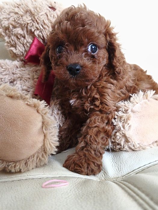 Пудель той міні девочка  и мальчики  Китай и ксу