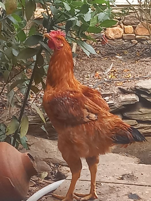 Ovos Galados de Galinhas Poedeiras