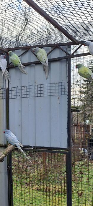 Aleksandretta aleksandretty