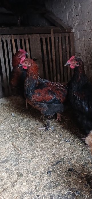 Продам питухів породи  Марана