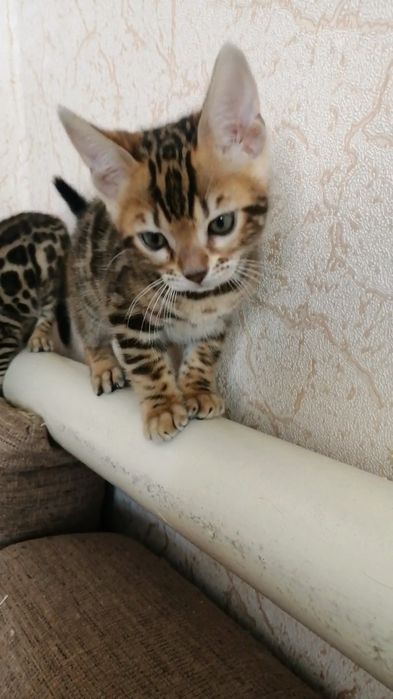 Продам кошенят бенгальських породи
