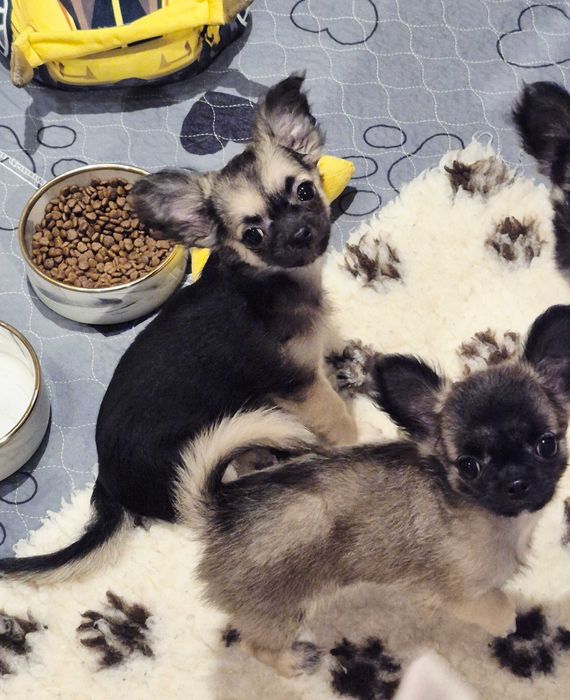 Chiuhaha Samiec długowłosy z Domowej Hodowli Gotowy na nowy Dom