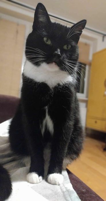Alka, 6 lat kotka zdrowa