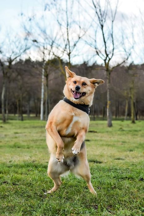 Urocza Inka prosi o Dom! Czy ktoś ją pokocha? Grozi jej schronisko...