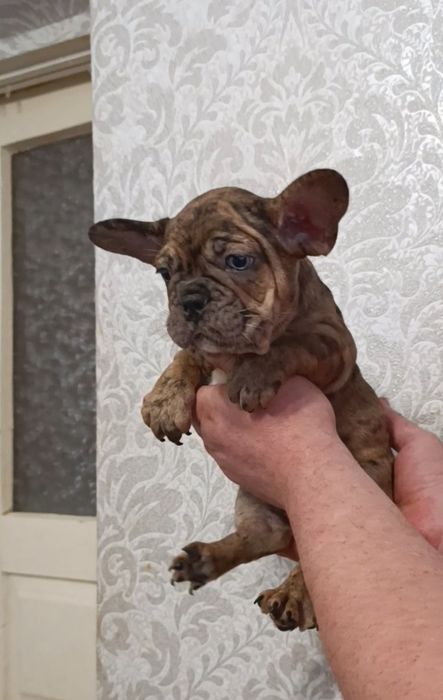 Вони(хлопці) просто неймовірно шикарної якості.