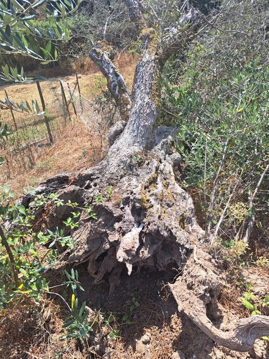 Oliveira antiga com raiz com cerca de 3m