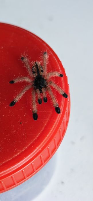 Avicularia avicularia ptasznik nadrzewny L3