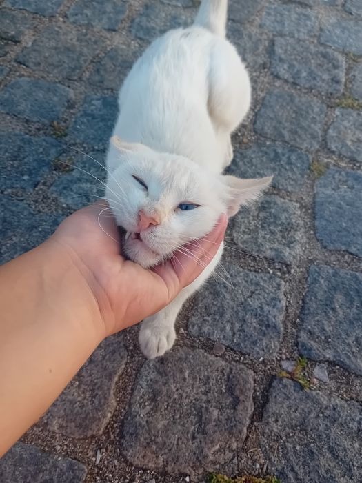 Urgente  gatinha muito meiga para adoção