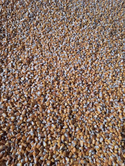 Kukurydza sucha ziarno 2025 małe opakowania worki 50kg