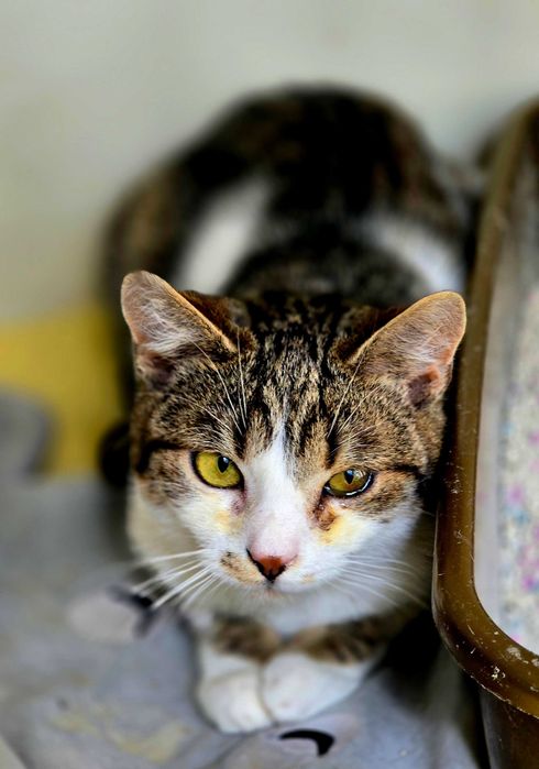 Mała Mi - piękna, młoda kocica do adopcji. Kot szuka domu.