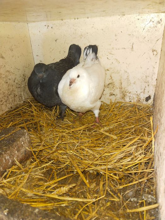 Gołębie kingi sprzedaż