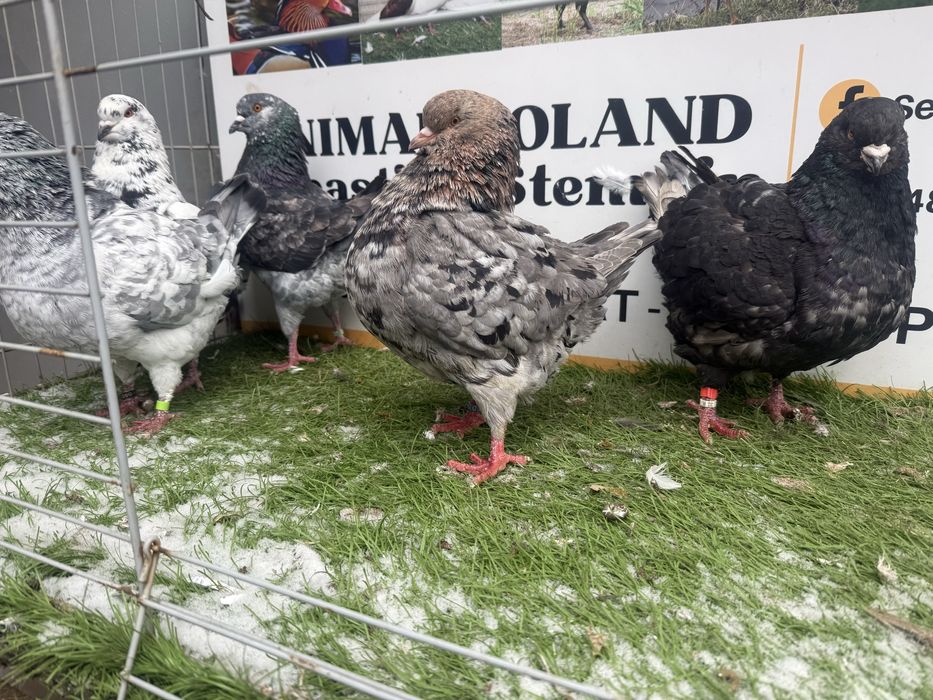 Gołębie. Kingi. Modeny. Możliwy transport