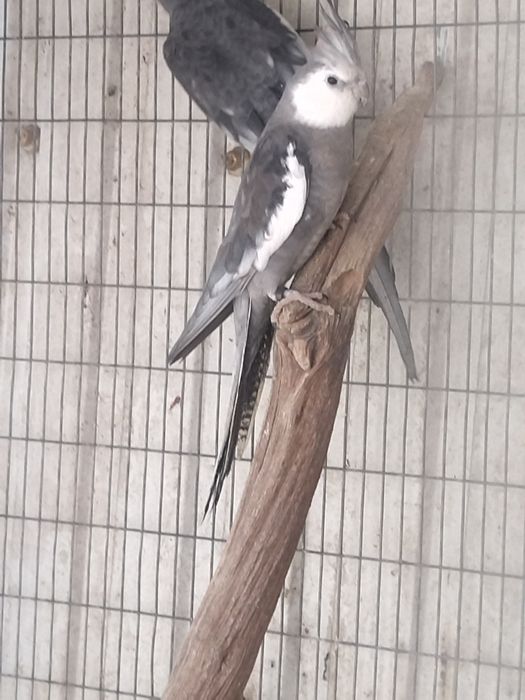 Caturra macho face branca