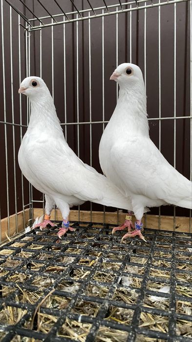 Cepele, ceple, cepelki