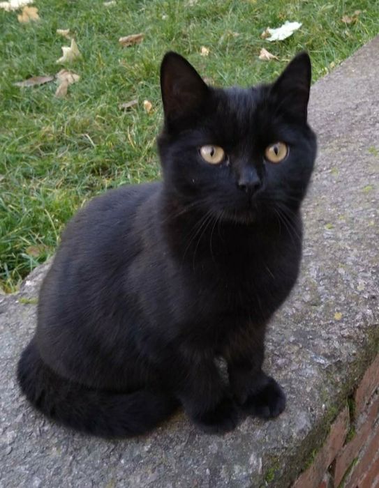 Котинята  ,котик  6  місяці шукає  дім