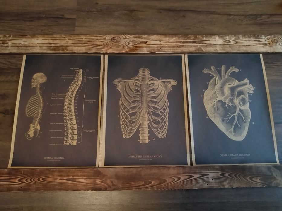 Plakaty 3x Anatomiczne.