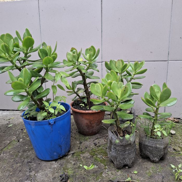 Продам алое вера, товстянка